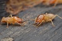A-Altair Termite and Pest Control, Inc image 2